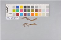 藏品(灰鶺鴒)的圖片